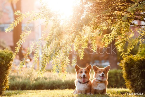 Picture of Dog Corgi under the tree